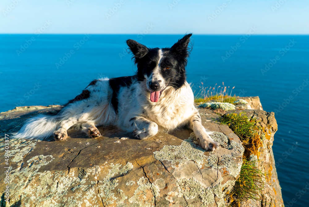A border collie dog lies on a stone cliff on the seashore. A border collie dog lies on a stone cliff on the seashore.