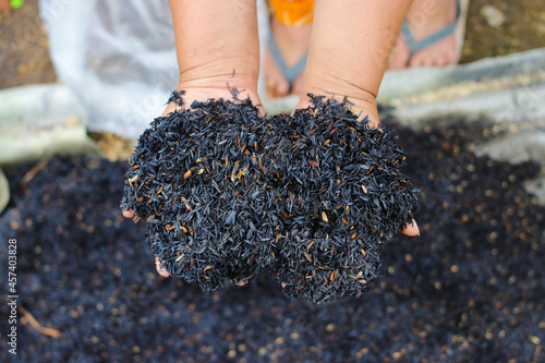Εκτύπωση καμβά Burned husk (sekam bakar) on hand with blurred background