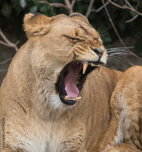 Female lion with mouth open shows its big teeth    