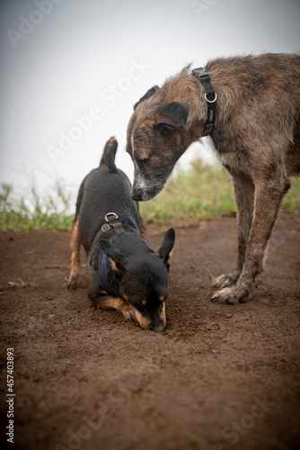 Senior dog and small black puppy hanging out on a trail in Hawaii