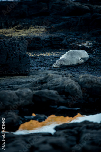 Hawaiian Monk seal resting at Makapuu beach park