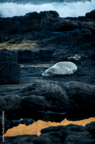 Valokuvatapetti Waves crashing on rocks behind a sleeping Hawaiian Monk seal
