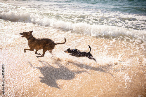 Tiny dog chasing. larger dog through the beach in Hawaii © Cavan