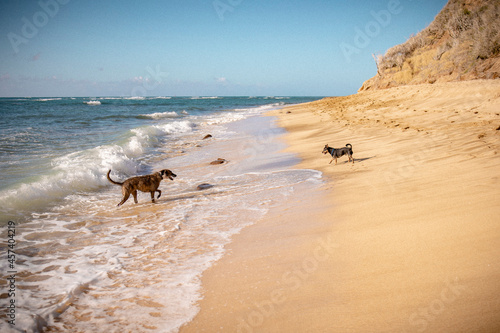 A sunny beach day in Hawaii with two dogs. playing in the waves