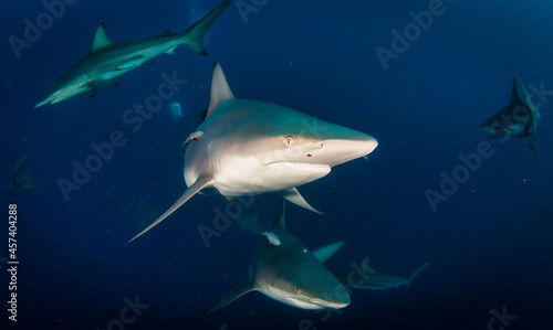 Blacktip ocean shark swimming in tropical underwaters