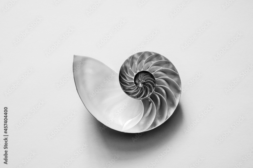 Obraz premium Black and white image of an open half of a nautilus sea shell.
