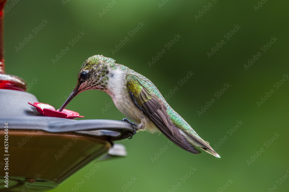 Fototapeta premium Hummingbird drinking from feeder