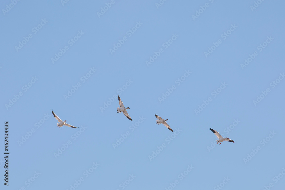 Thousands of Snow Geese in flight above Maryland's Eastern Shore. Thousands of Snow Geese in flight above Maryland's Eastern Shore.