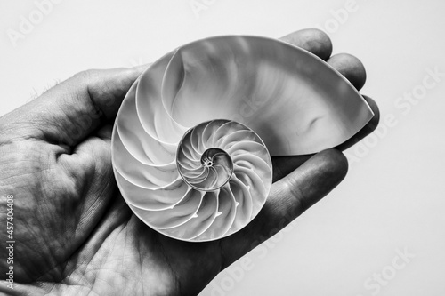 A male hand holds an open half of a nautilus seashell.