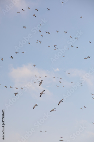 Thousands of Snow Geese in flight above Maryland's Eastern Shore.