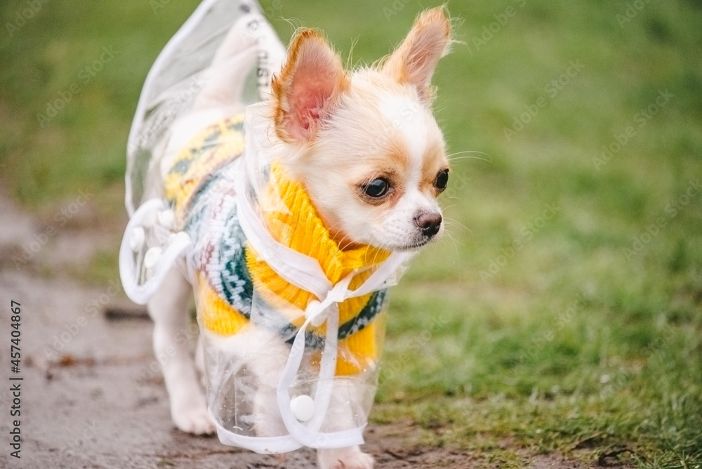 funny chihuahua dog posing in a raincoat outdoors. The puppy is walking in a raincoat. funny chihuahua dog posing in a raincoat outdoors. The puppy is walking in a raincoat.
