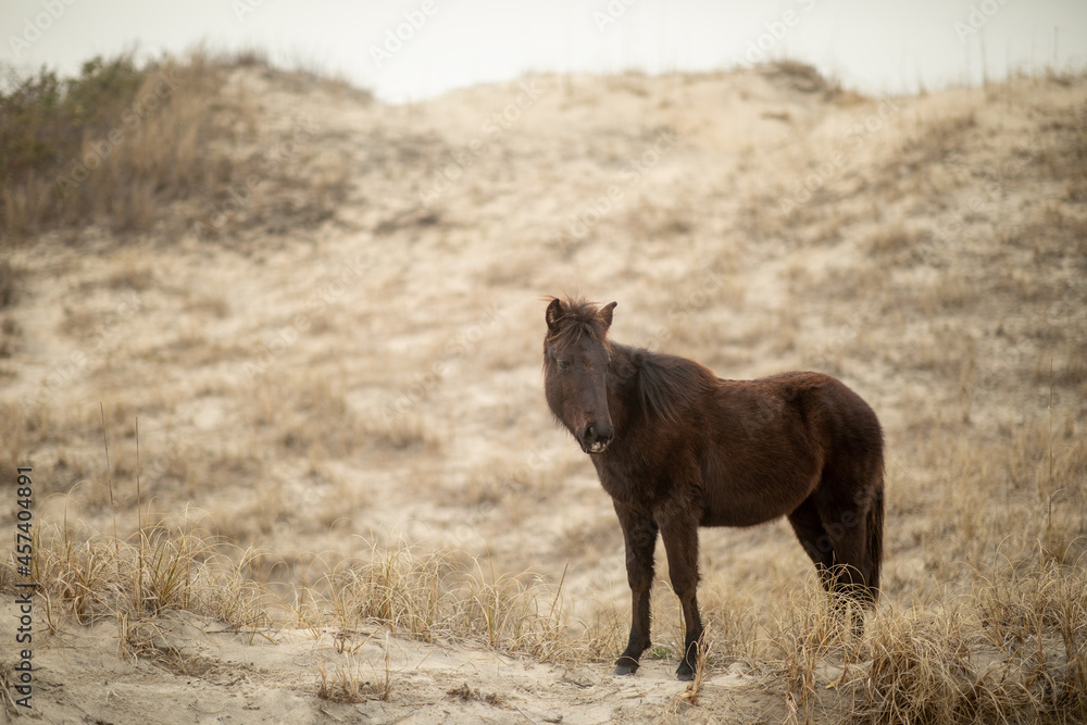 Fototapeta premium Wild horses in the sand dunes in Corolla, NC.