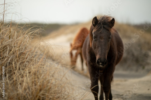 Wild horses in the sand dunes in Corolla, NC. photo