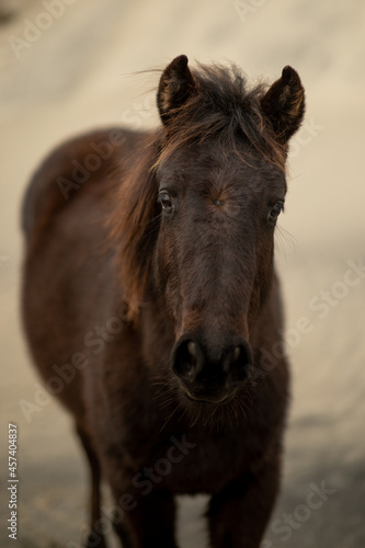 Wild horses in the sand dunes in Corolla, NC. © Cavan