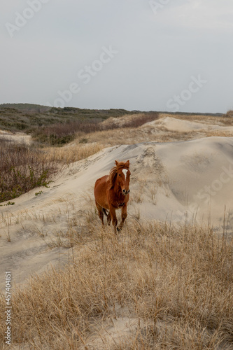 Wild horses in the sand dunes in Corolla, NC.