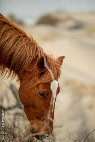 Wild horses in the sand dunes in Corolla, NC. photo