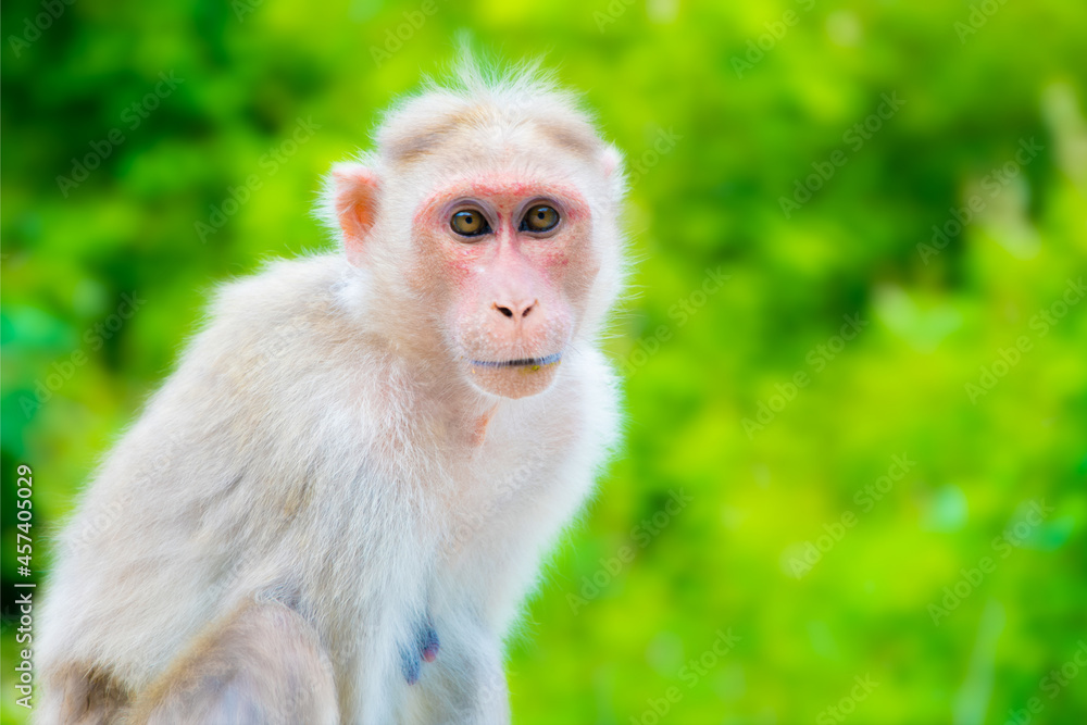 Monkey in Nature Posing, Monkey Looking through the Camera, Wildlife Monkey in Nature Posing, Monkey Looking through the Camera, Wildlife