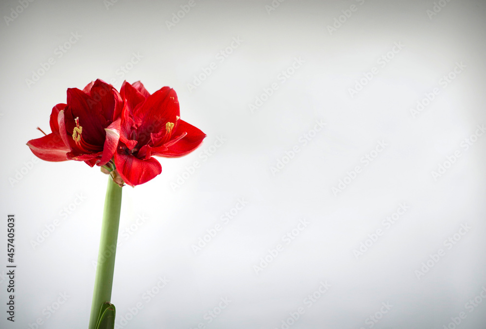Red amaryllis flower on white background with empty space