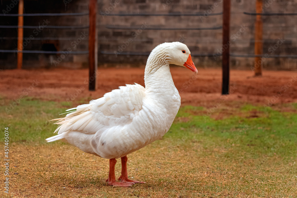 Ganso branco com as penas molhadas e arrepiadas em durante uma garoa Ganso branco com as penas molhadas e arrepiadas em durante uma garoa