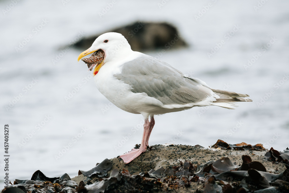 Closeup view of a sea gull eating a sea star Closeup view of a sea gull eating a sea star