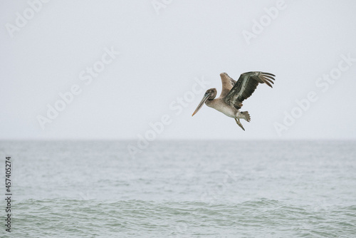 Side view of a Brown Pelican flying just above the Pacific Ocean