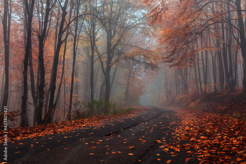 Road in misty autumn forest