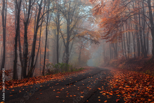 Road in misty autumn forest © Cavan