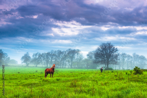Horses on a green meadow © Cavan