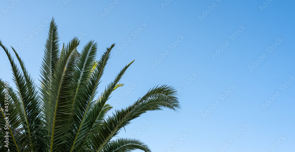 palm tree in front of blue sky background palm tree in front of blue sky background