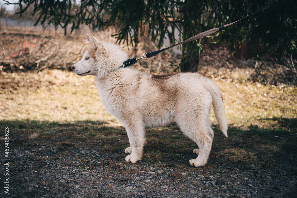 beige husky puppies playing outside beige husky puppies playing outside