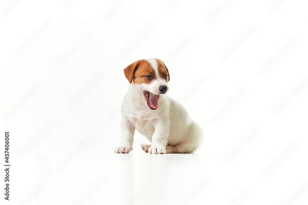 Jack Russell Terrier puppy sitting yawning and looking to the right