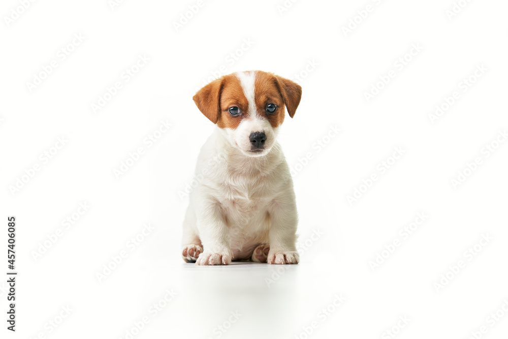 Jack Russell Terrier puppy sitting and looking to the camera