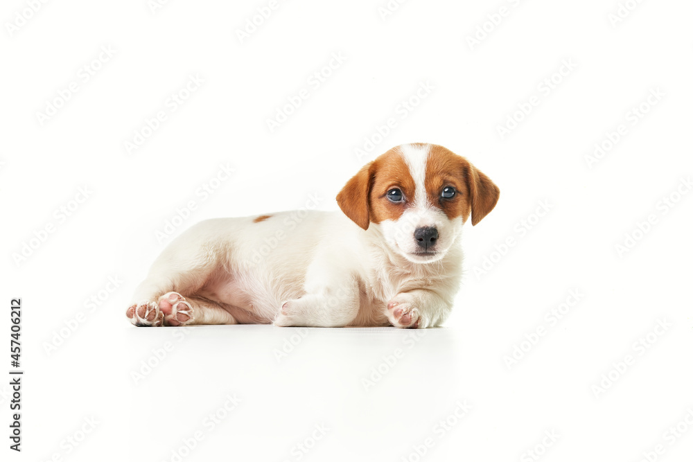 Jack Russell Terrier puppy lying and looking to the camera