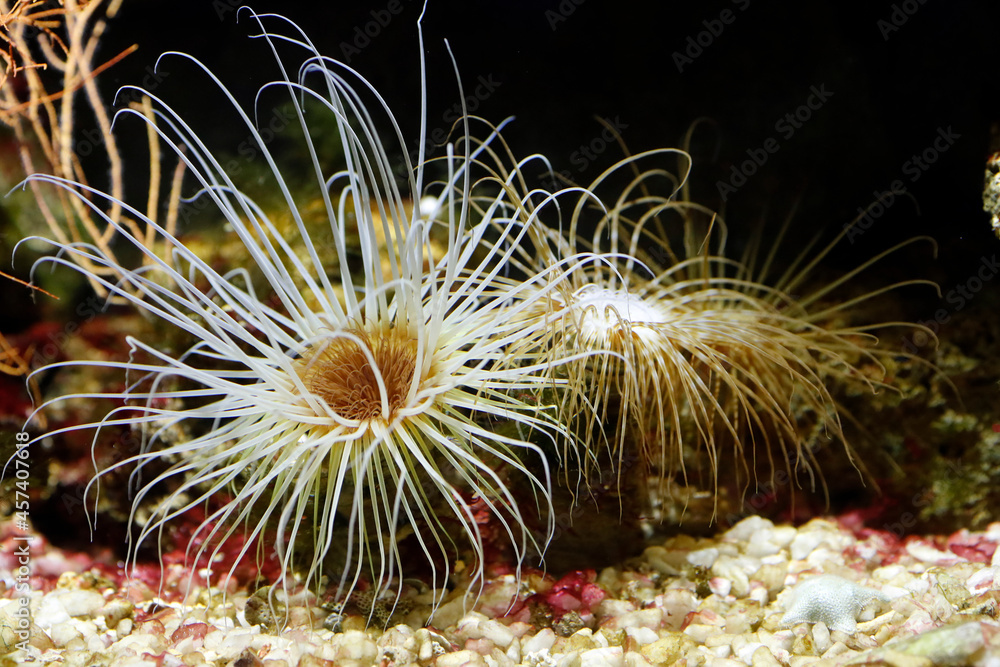 Obraz premium Aquarium.