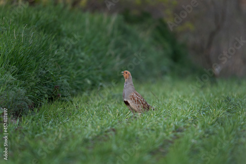 Grey partridge mating call. Hun on the field. European wildlife during spring. 