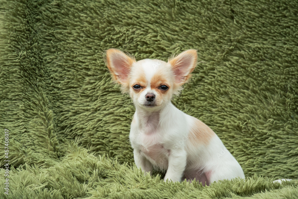 Portrait of a cute purebred chihuahua. White Chihuahua puppy