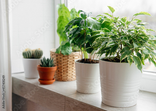 Image of Houseplants on the windowsill