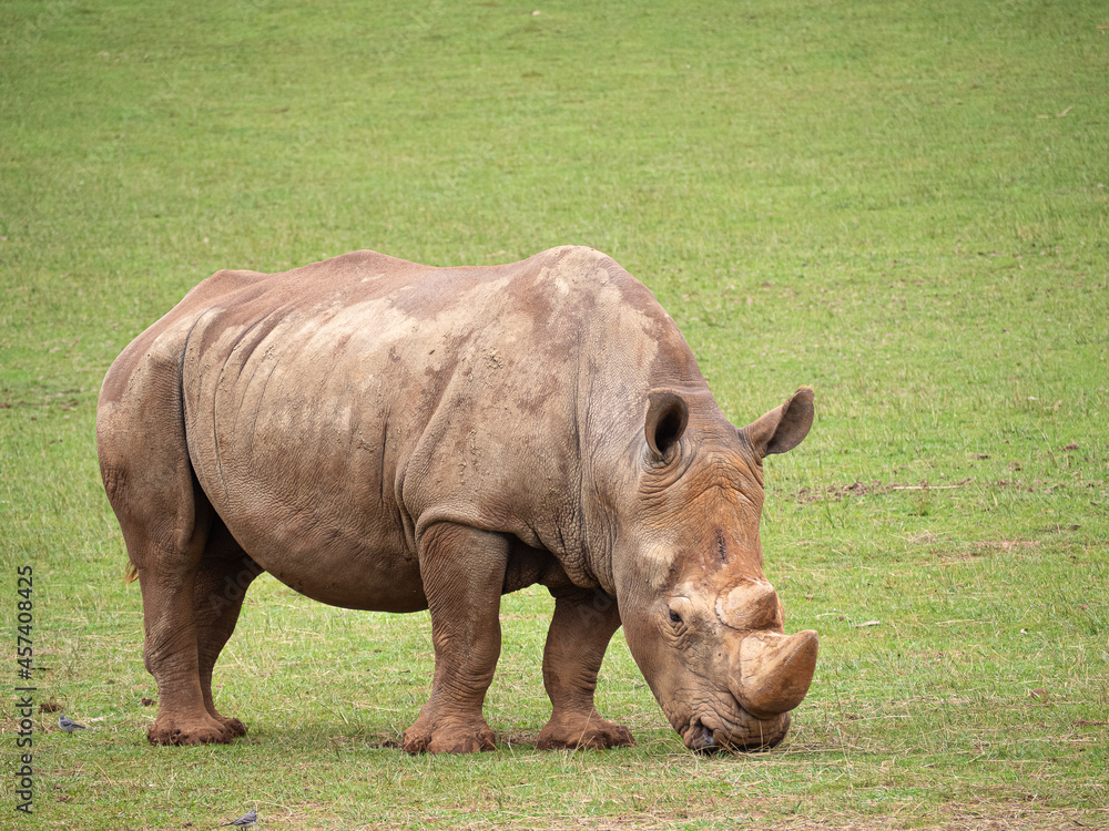 Retrato de un rinoceronte en el zoo de Cabárceno, en Cantabria, España, verano de 2020 Retrato de un rinoceronte en el zoo de Cabárceno, en Cantabria, España, verano de 2020