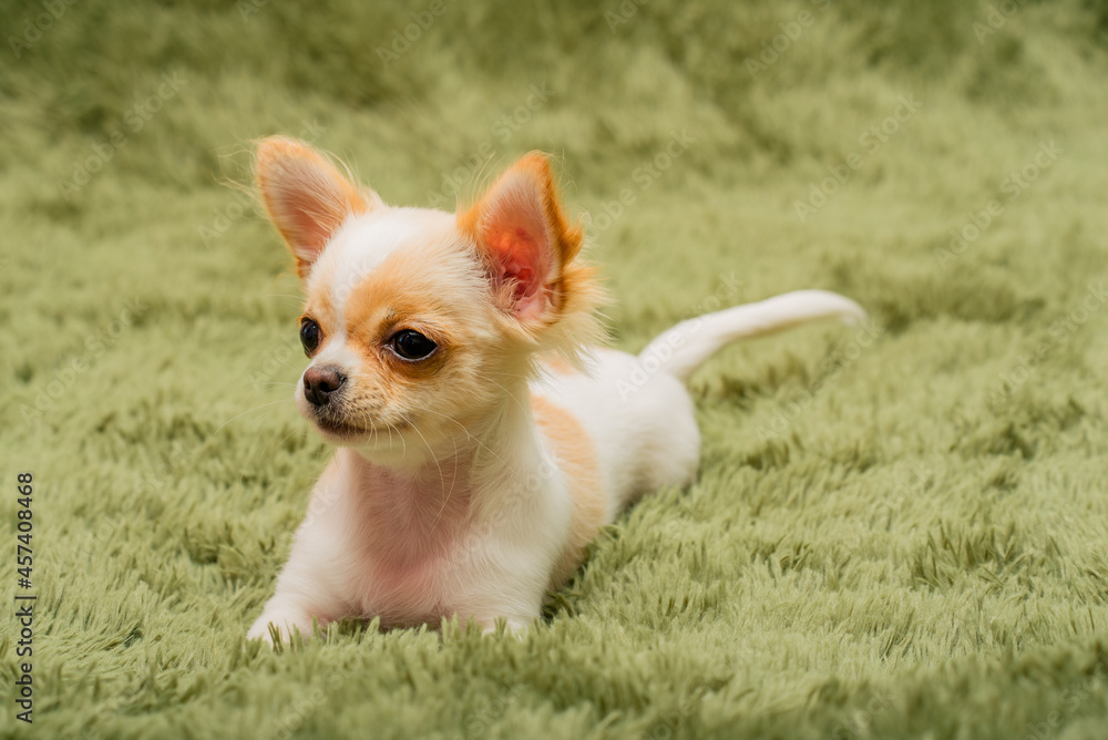 Chihuahua puppy on a fluffy blanket. White with red spots chihuahua dog at home. Pets concept.