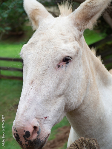 Retrato de primer plano de la cara de un caballo blanco, en Cantabria, España, verano de 2020