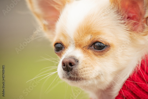 Portrait of a cute purebred chihuahua in a red sweater in spring. Chihuahua puppy long-haired. Dog in nature. Puppy in clothes.