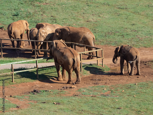 Grupo de elefantes paseando por el parque verde de Cab  rceno  en Cantabria  Espa  a  verano de 2020