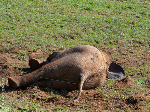 Cachorro de elefante tirado en el suelo verde, descansando en el zoo de Cabárceno, en Cantabria, España, verano de 2020 photo