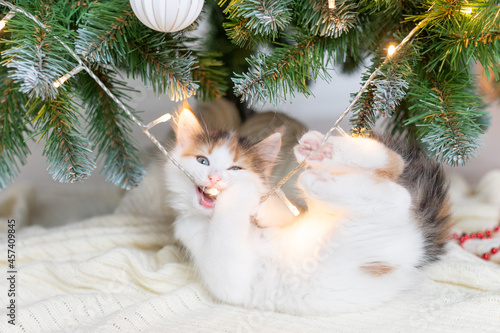 little cute funny kitten cat playing with new year decorations on the background of the christmas tree new year and christmas concept. High quality 
