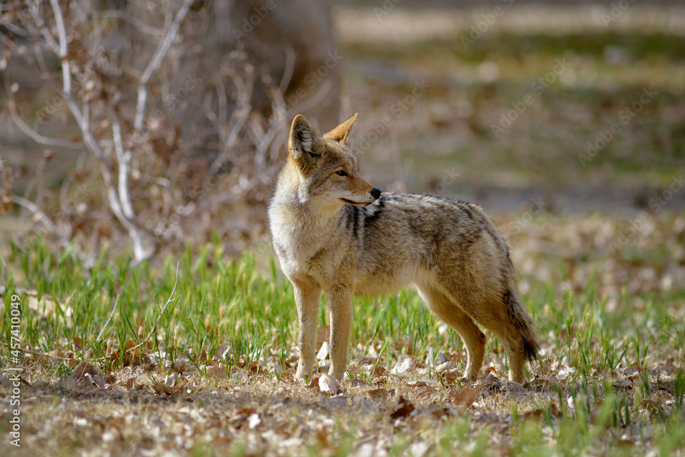 Fototapeta premium Lone coyote (Canis latrans) standing in the grass. Scotty's Castle, Death Valley, California