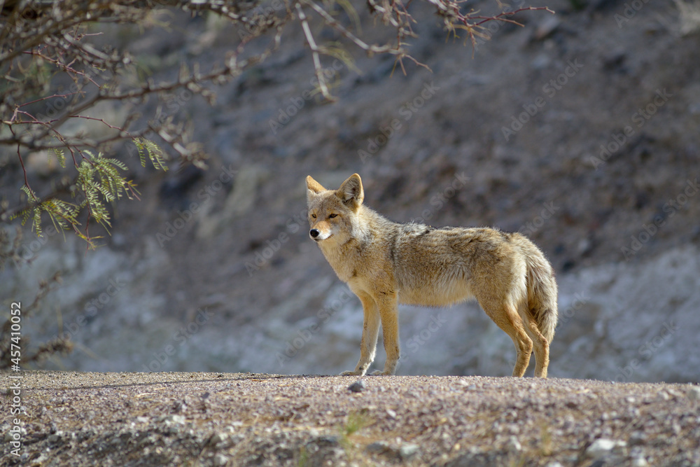 Fototapeta premium Lone coyote (Canis latrans) standing in the grass. Scotty's Castle, Death Valley, California