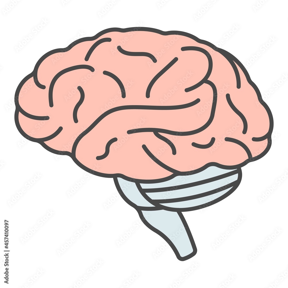 Human brain icon. Outline human brain vector icon color flat isolated on white Human brain icon. Outline human brain vector icon color flat isolated on white