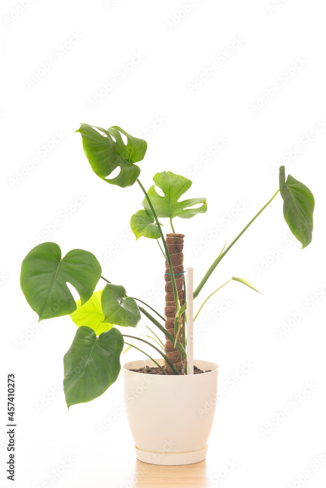 Adam's rib plant in a pot. Adam's rib plant in a pot.