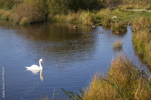 Swan relaxing in a pond.