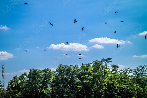 Black Birds roaming around in Tishomingo National Wildlife Refuge, Oklahoma © Cavan